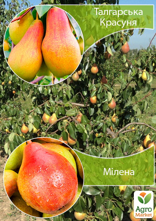 

Дерево-сад Груша Талгарська Красуня+Мілена