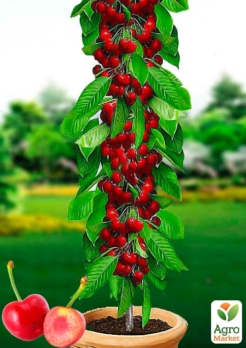 

Черешня колоновидна Тютчевка