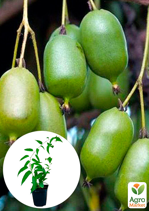 

Актинидия Загадочная (мини-киви, яблочно-ананасовый вкус, поздний срок созревания)