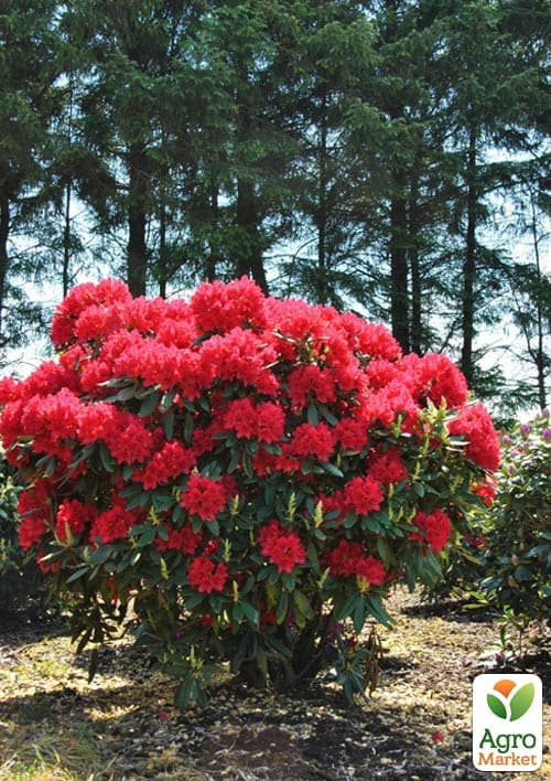 

Рододендрон гібридний Busuki