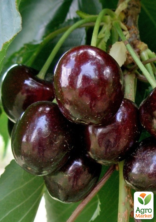 

Черешня Наполеон (літній сорт, середньопізній термін дозрівання)