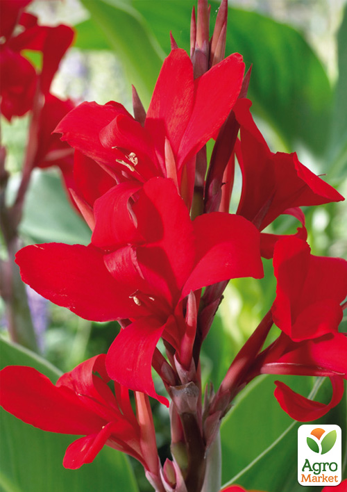 

Канна Червоний Супергігант 1шт в упаковці