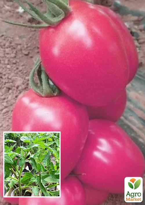 

Рассада Томат «Пинк Пионер F1» (фермерское взращивание), 1шт в упаковке