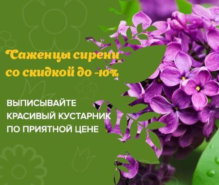 Акция! Саженцы сирени по приятной цене Акция! Саженцы сирени по приятной цене