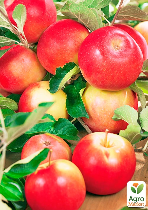 

Яблоня Росавка (зимний сорт, поздний срок созревания)