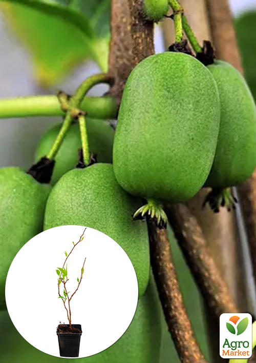 

Актинидия Жемчужина сада (мини-киви, морозостойкий сорт, ранний срок созревания)