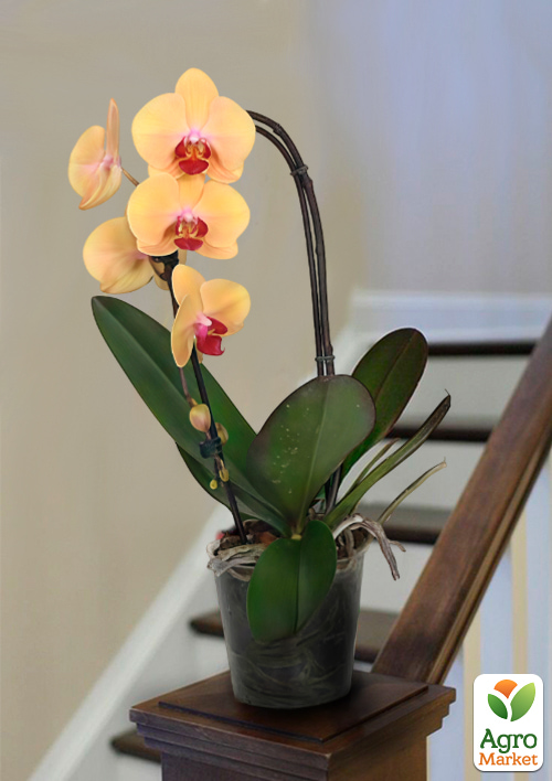 Орхидея (Phalaenopsis) "Cascade Gold" 1 саженец в упаковке (комнатный)