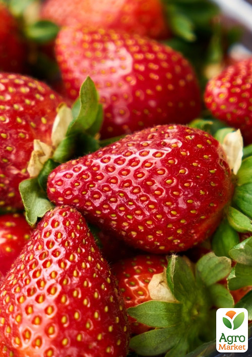 

Клубника Мадлен (Madlen) (ранний срок созревания, сорт стойкий к различным заболеваниям)