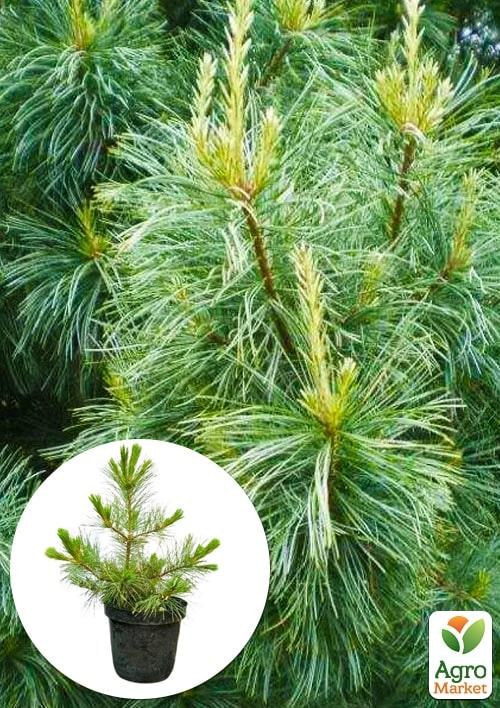 

Кедр Корейский (Pinus koraiensis) 4-х летний, высота 40-60см