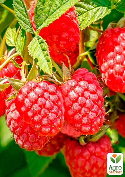 

Малина Персея (ранній термін дозрівання, високоврожайний сорт)