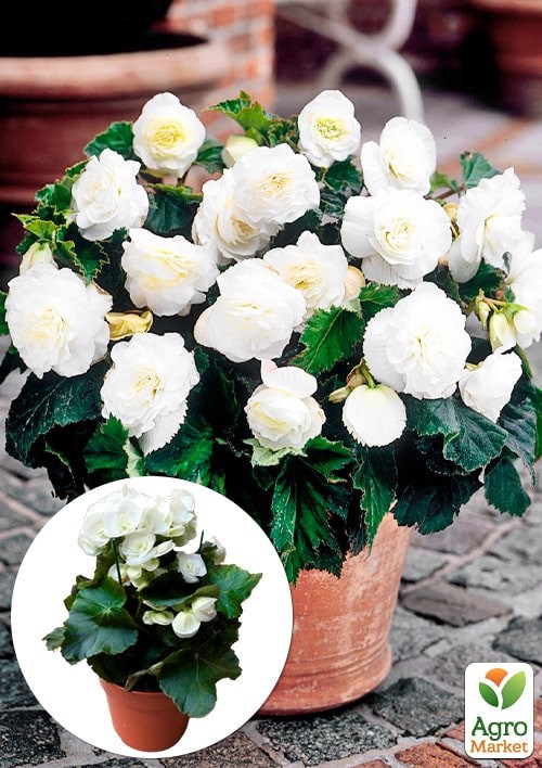 

Бегония цветущая White
