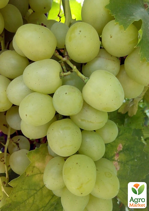 

Виноград Дарья (ранний, сладкий, крупный виноград)