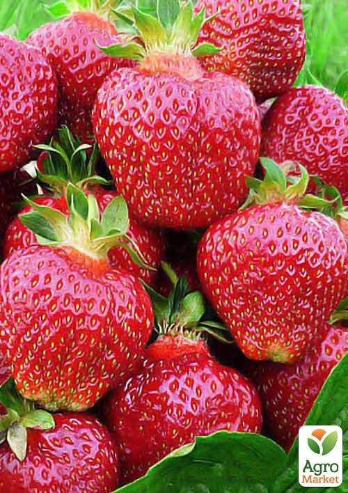 

Клубника Хоней (Honey) 5шт (ранний срок созревания, устойчив к болезням и вредителям)