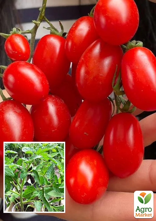 

Розсада Томат Черрі «Дольчесіо F1» (фермерське вирощування), 1 шт. в упаковці