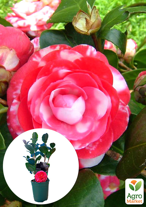 

LMTD Камелія квітуча японська 2-річна Santorelli (висота 30-40см)