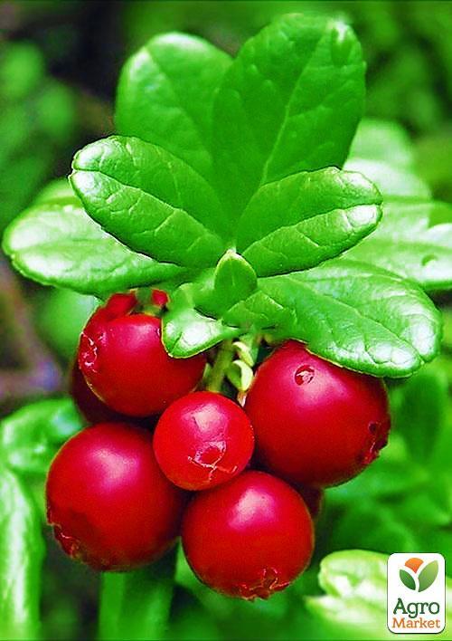 

Журавлина Пілігрим (Pilgrim) (пізній термін дозрівання, морозостійкий сорт)