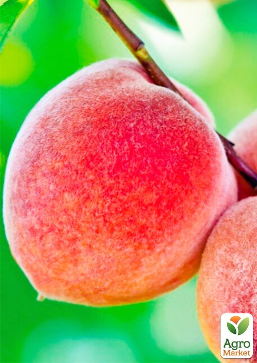 

Персик Августовський (літній сорт, середньопізній термін дозрівання)