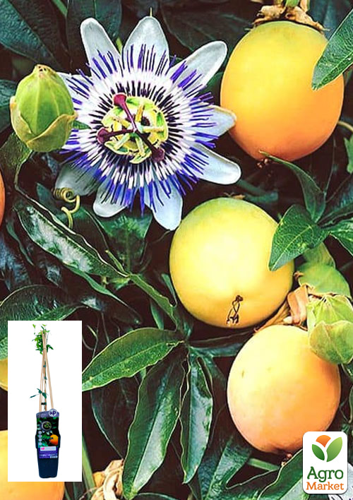 

Пассифлора Страстоцвет Caerulea Нидерланды (комнатная)