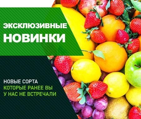 Акция! Эксклюзивные новинки Акция! Эксклюзивные новинки