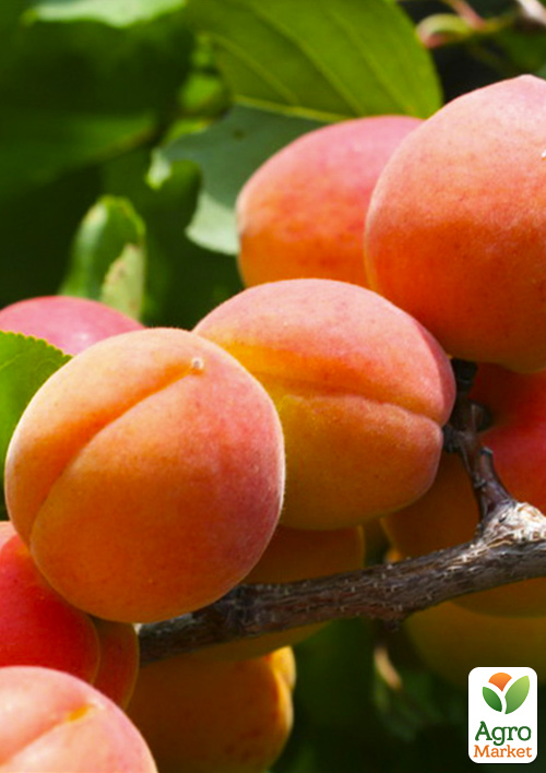 

Абрикос Египетский Фараон (летний сорт, сверхранний срок созревания)