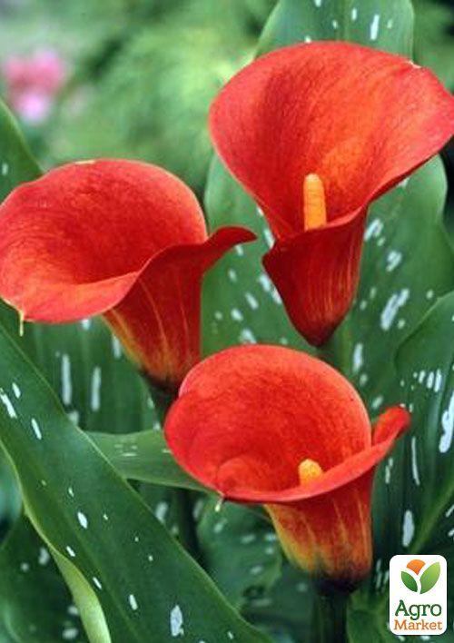 

Калла Mango 1шт в упаковці