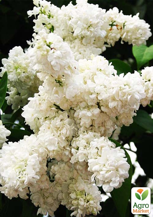 

Бузок білий махровий Принцеса Клементина