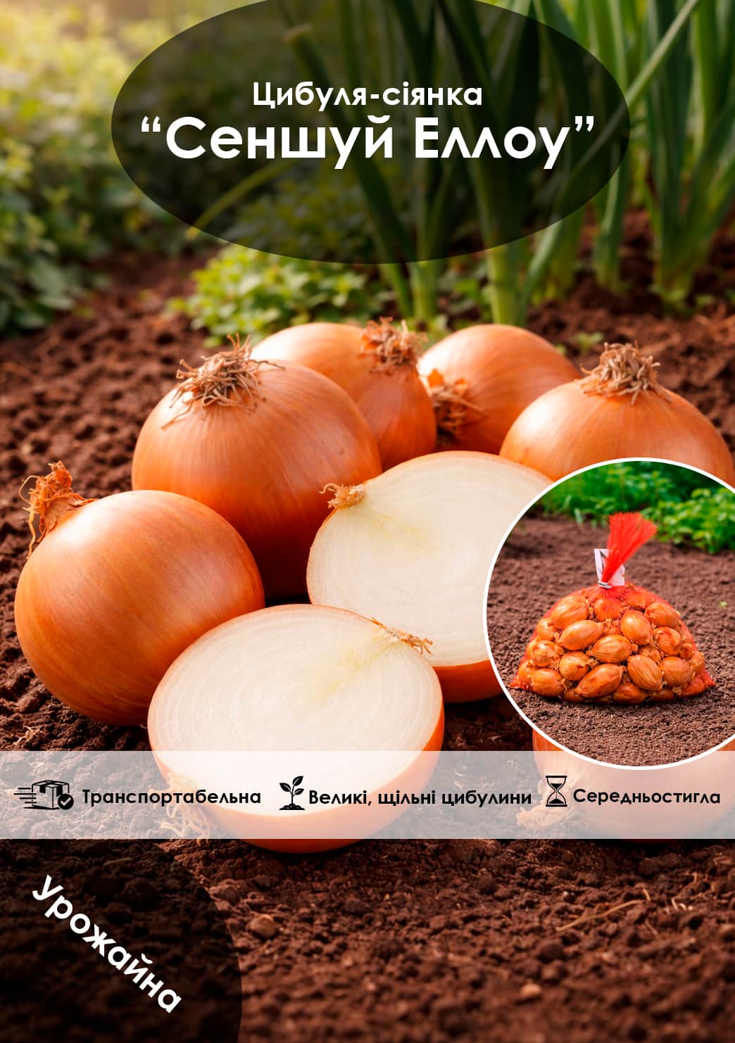 Эксклюзив! Лук-севок 0.5кг озимый среднеспелый "Senshyu Yellow (Сеншуй Еллоу)"