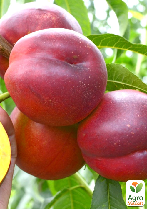 

Нектарин Харко (лысый персик, летний сорт, средний срок созревания)