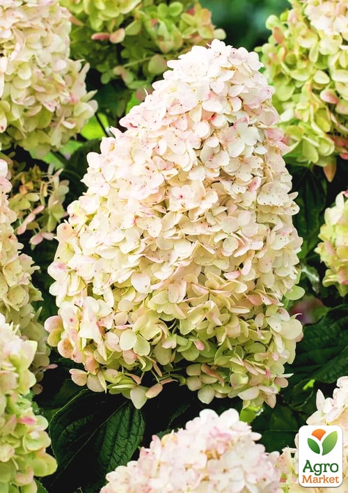 

Гортензія волотиста Little Fresco (контейнер P9)