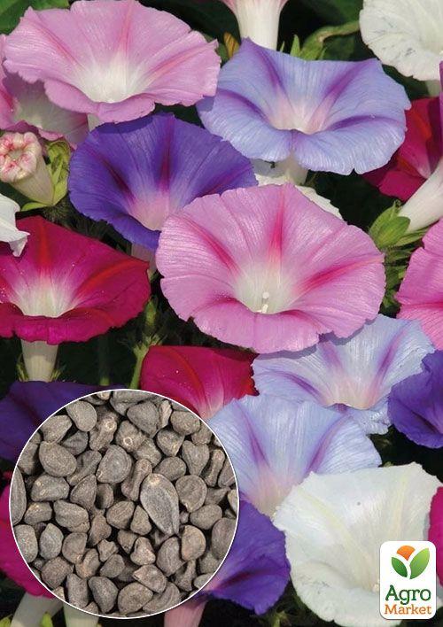 

На развес Ипомея Самба ТМ Весна цена за 2г