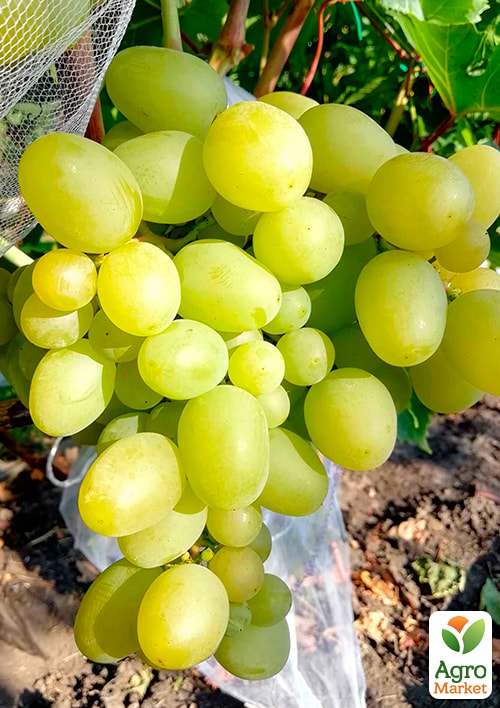 

Виноград Принцеса (кишмиш, середній термін дозрівання, має тривалий термін зберігання ягід)