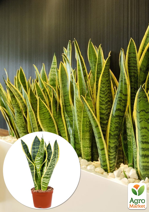 

LMTD Сансевієрія Futura Superba (С12 висота рослини 25-35см)