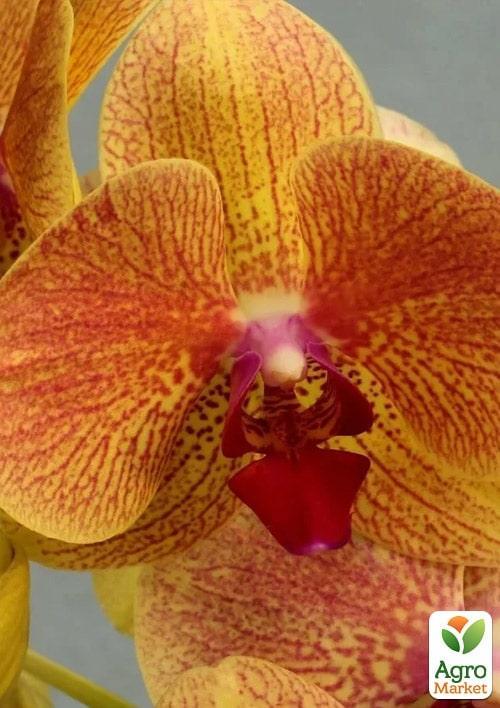 Орхидея Мини (Phalaenopsis) "Orange" 1 саженец в упаковке (комнатный) Нидерланды