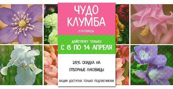Чудо клумба: 28% скидка на 50 отборных луковиц Чудо клумба: 28% скидка на 50 отборных луковиц