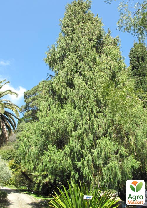 

Кипарис Гималайский 2-х летний (Cupressus Torulosa) С1,5 высота 30-35см