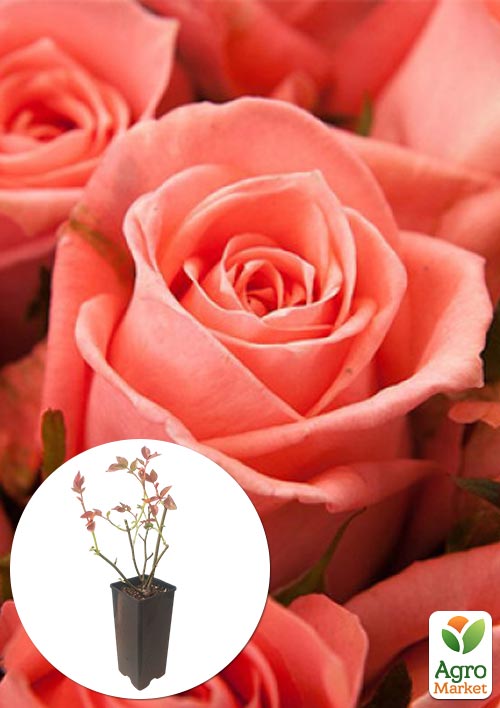 

Троянда чайно-гібридна Карина у контейнері, вищий сорт