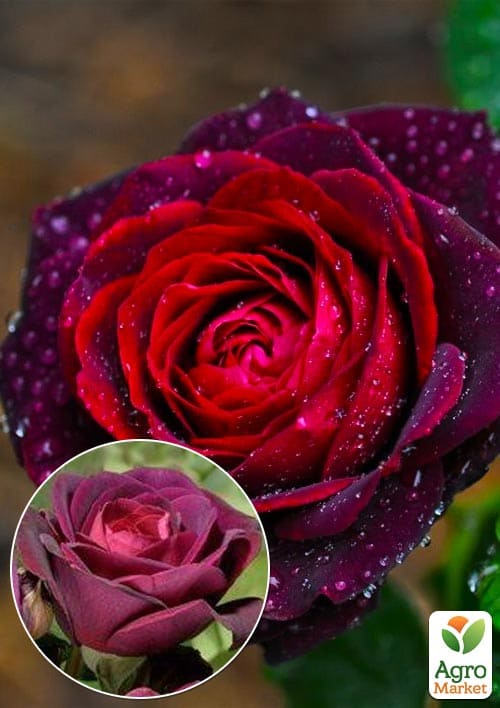 

Роза шрабовая Графиня фон Харденберг (Astrid Grafin von Hardenberg)