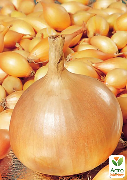 

Голландська цибуля-сівок 0.5кг (арбажейка) рання, жовта Triumf