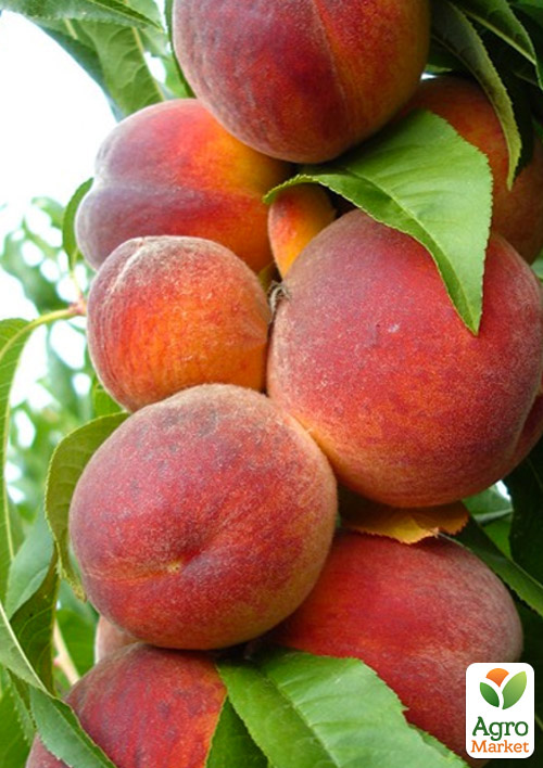 

Персик Темира (летний сорт, ранний срок созревания)