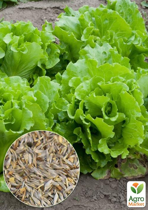 

На вагу Салат качанний Майська королева ціна за 5г