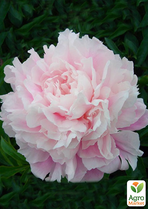 

Пион травянистый Ursynow NEW 1шт в упаковке