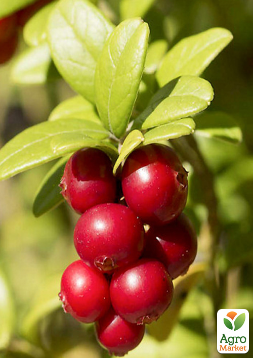 

Журавлина 2-х річна Early Black (ранні терміни дозрівання, високоврожайний сорт) С1.5