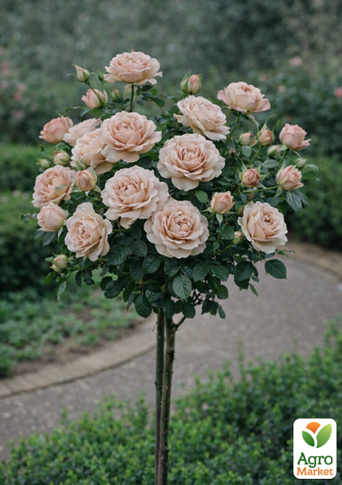 

Троянда штамбова Мокароза (Mokarosa) (саджанець класу АА+)