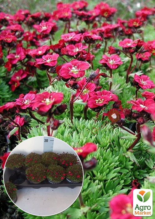 

LMTD Ломикамінь квітучий килим Peter Pan