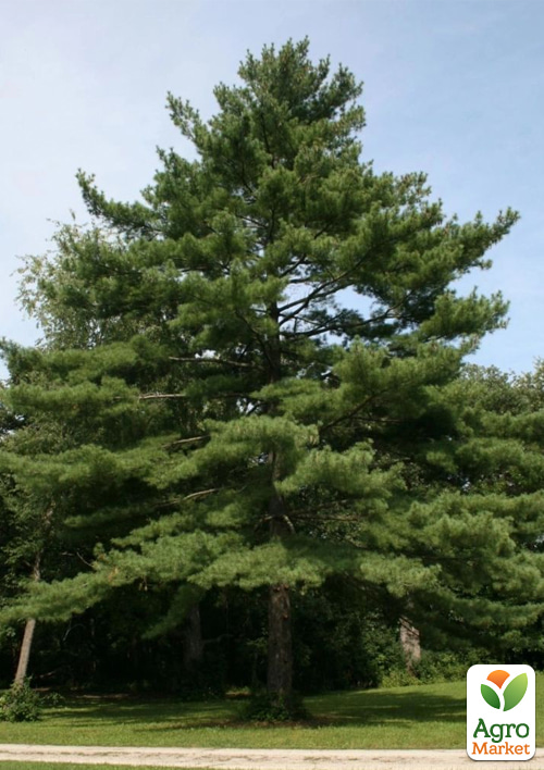 

Сосна Веймутова 6-и летняя (Рinus strobus) С5, высота 80-100см