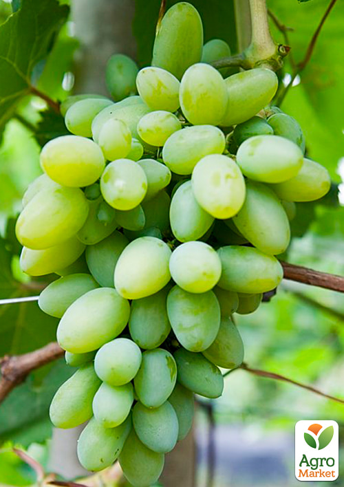 

Виноград Богатяновский (ранне-средний срок созревания)