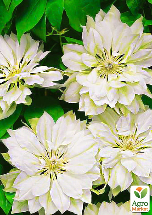 

Клематис Yukiokoshi (повторноквітучий сорт)