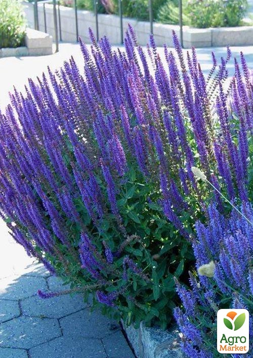 

Шалфей Sallyfun Blue Lagoon (Salvia farinacea)
