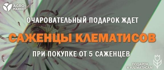 Акция! Участвуйте в акции и получайте очаровательный клематис в подарок Акция! Участвуйте в акции и получайте очаровательный клематис в подарок