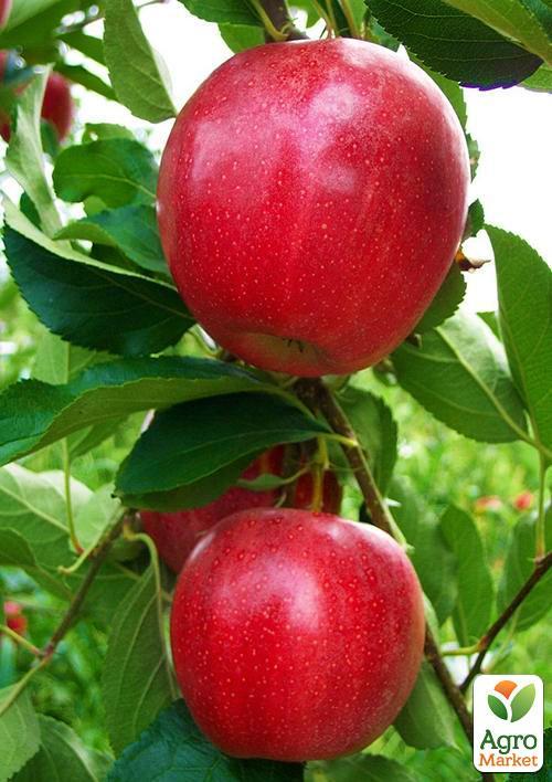 

Яблуня Гала Галаксі (осінній сорт, середній термін дозрівання)